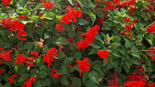 Chashme Shahi red flowers Beautifully terraced garden and a colorful flowers make Chashma Shahi beautiful than any other parks and gardens of Kashmir. Shah Jahan's creation it.