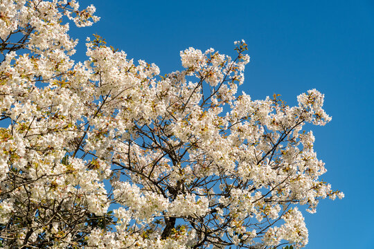 Japanese cherry or Prunus Serrulata Jo Nioi plant in Saint Gallen in Switzerland 19.4.25