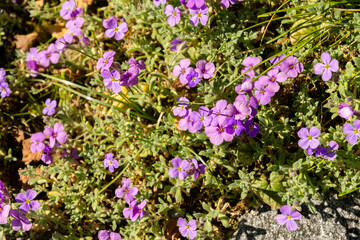 Obraz premium Aubrieta Pinardii plant in Saint Gallen in Switzerland 19.4.25
