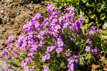 Fototapeta premium Aubrieta Pinardii plant in Saint Gallen in Switzerland 19.4.25