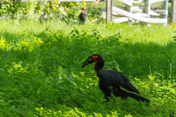 red billed hornbill