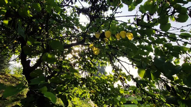 Chashme Shahi tree Beautifully terraced garden and a colorful flowers make Chashma Shahi beautiful than any other parks and gardens of Kashmir. Shah Jahan's creation it.