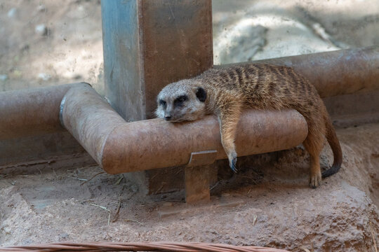 meerkat on guard