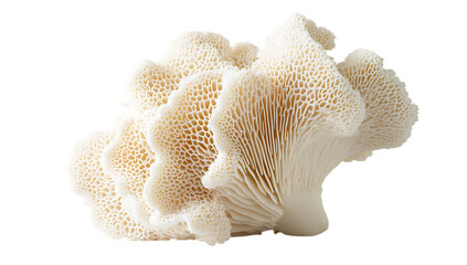 Obraz premium Explore the beauty of polypore mushroom a close up view of nature's fascinating fungi on transparent background