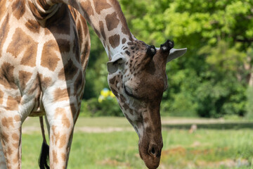 giraffe eating grass