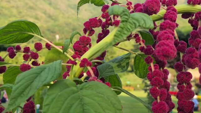 Chashme Shahi  Beautifully terraced garden and a colorful flowers make Chashma Shahi beautiful than any other parks and gardens of Kashmir. Shah Jahan's creation it.