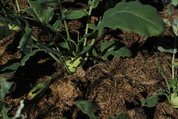 Greens growing in garden