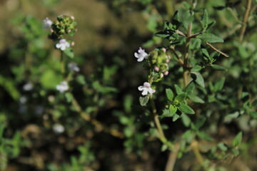 Beautiful natural floral meadow background wallpaper. Beautiful wild flowers 