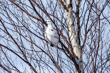Close-up view of a willow ptarmigan feeding on a cold winter day