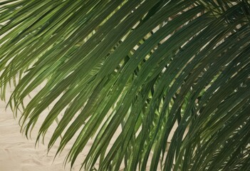 Deep emerald palm leaf, sunlit texture details ,  wallpaper,  foliage,  jungle