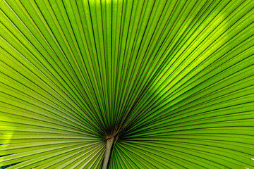 Fototapeta premium background of palm tree leaves in scenic light