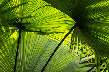 background of palm tree leaves in scenic light