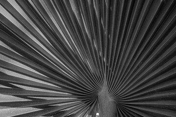 background of palm tree leaves in scenic light