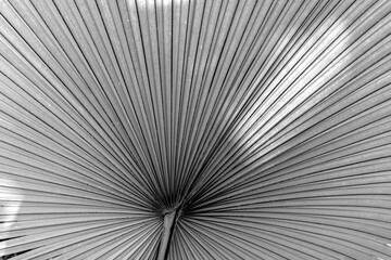 background of palm tree leaves in scenic light