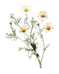 Fototapeta premium PNG Chamomile flower flowers background daisy.