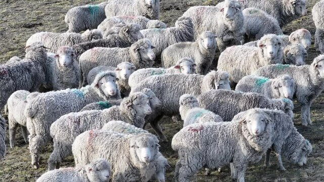 Flock Of Sheeps At El Calafate Santa Cruz Argentina. Herd Of Sheep Ewe On The Patagonian Valley In Argentina. Outdoor Travel Destination Patagonia Glacier. Outdoor Aerial. El Calafate Santa Cruz.