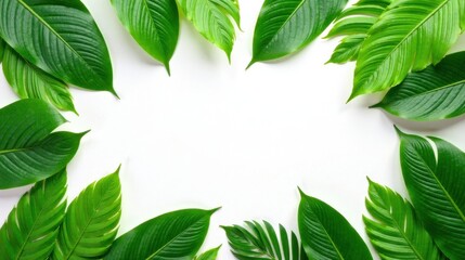 Lush Green Foliage Arranged in a Frame on a Pristine White Background, Ideal for Text or Design Elements