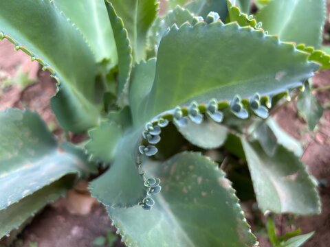 bottom of a plant called Kalanchoe daigremontiana