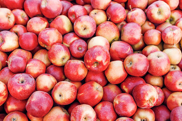 Eco agriculture, business. Industry, farm business and excellent organic fruit harvest. Many delicious shiny ripe fresh red apples in farm, warehouse or store, outdoor, copy space, close up, texture