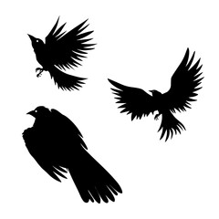 Bird Silhouette Vector Design