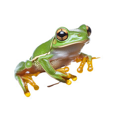 Obraz premium Green Tree Frog with Orange Toes on Black Background