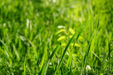 Green herbaceous plants. Fresh grass. Close-up. Sunny day. Beautiful bright nature background. Spring. Forest glade. Outdoors environment eco ecology concept.