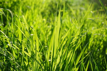 Green herbaceous plants. Fresh grass. Close-up. Sunny day. Beautiful bright nature background. Spring. Forest glade. Outdoors environment eco ecology concept.
