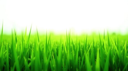 Vibrant Green Blades of Grass Reaching for Sunlight in a Serene Meadow