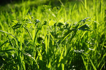 Green herbaceous plants. Fresh grass. Close-up. Sunny day. Beautiful bright nature background. Spring. Forest glade. Outdoors environment eco ecology concept.