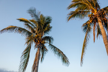 coconut palm tree