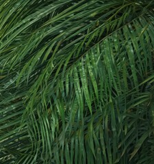 Deep emerald palm leaf, surface showing fine details and structure ,  shiny,  background