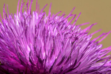 Detail of milk thistle Onopordum acanthium horizontally