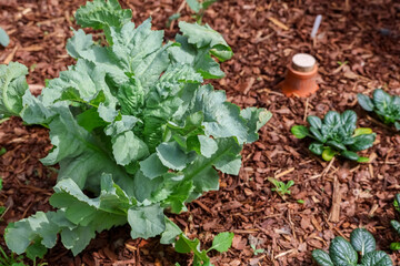Lettuce growing in vegetable garden with wood chips mulch and ollas for irrigation