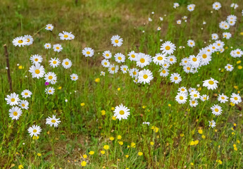 White daisies growing in a green meadow during summer