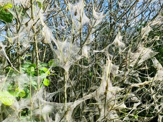 Oak processionary moth caterpillars building silky nests on tree branches