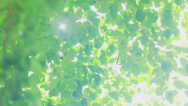 新緑と太陽の光