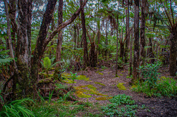 Obraz premium The path in the woods traveled by many rests in the quiet of nature.