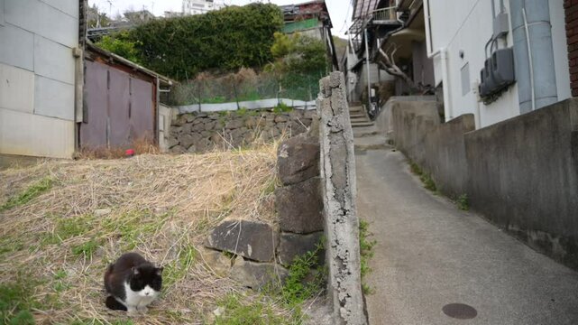 坂の町の地域猫 （広島県尾道市, 2025年4月）