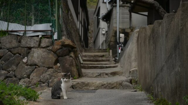 坂の町の地域猫 （広島県尾道市, 2025年4月）