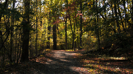 path in the forest