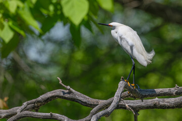Snowy egret perched on a branch.