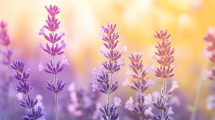 Naklejka premium Dreamy lavender field under a warm sun, showcasing purple hues and bokeh effects