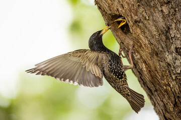 Common starling feeding her young in nesting cavity but still flapping by wings.