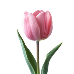 Fototapeta premium Single Pink Tulip on Black Background on transparent background