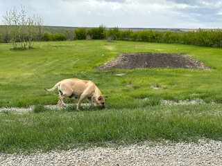 Dog in the meadow