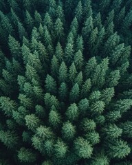 a dense aerial view of tall evergreen trees forming a lush green forest canopy, evoking a sense of tranquility and natural beauty