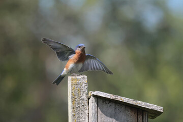 EAstern Bluebirds in spring