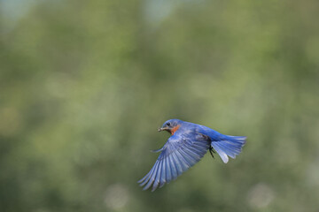 EAstern Bluebirds in spring