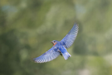 EAstern Bluebirds in spring