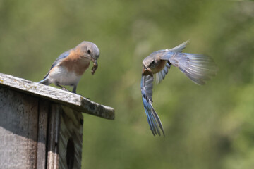 EAstern Bluebirds in spring
